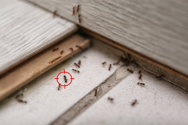 Wildlife Control Services in Gretna, LA