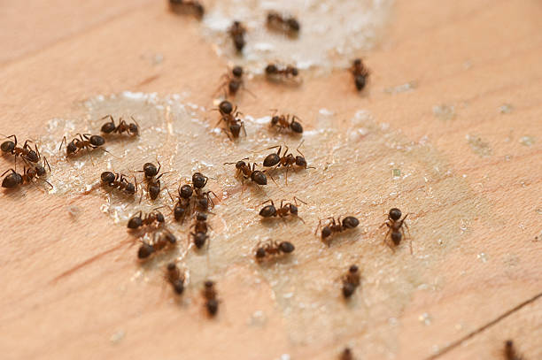 Best Cockroach Control Services  in Gretna, LA
