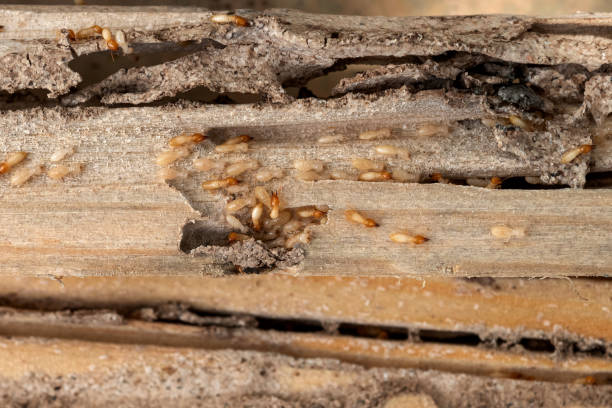 Trusted Gretna, LA Pest Control Experts